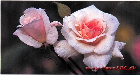 Mlle Cécile Brunner - Cécile Brunner Mignon Gennem alle årene en favorit i feinschmeckerens have. Englænderne, som altid har yndet den, kalder den 'The Sweetheart Rose' og