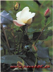 Mme Alfred Carriere Regnes som en af de bedste, hvide, remonterende slyngroser. Meget rigtblomstrende. Hele sommeren kommer der nye blomsterklaser ud langs grenene, selvom den placeres lidt ...