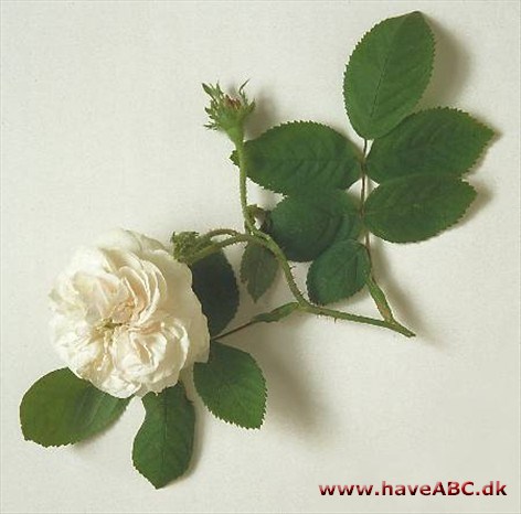En af de smukkeste af de hvide, gammeldags roser. Den er muligvis et krydsningsprodukt af en centifoli­arose. 