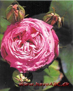 Mme Isaac Pereire. De tidligste blomster kan blive lidt vanskabte, prolifererede, men ud på sensommeren er de helt vidunderlige. Måske er det derfor, meningerne om rosen - efter navnet at dømme en hyldest til ...