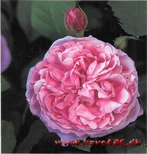 Sælges nok en del på sit pudsige navn, men ikke kun. Det er en yndig rose, som minder ret meget om 'Jacques Cartier' og 'Comte de Chambord'