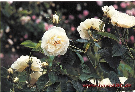 Mme Legras de Saint Germain Ikke lige så velkendt som en anden alba-madame, 'Mme Plantier', som den minder en hel del om. Samme smukke, hvide blomster