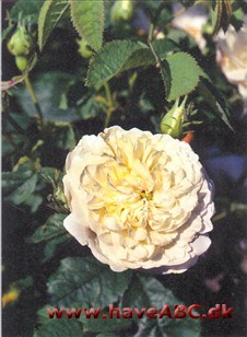 Mme Legras de St. Germain Alba-roser er kraftigt voksende og meget hårdføre roser med få, men kraftige torne. Enkelte er næsten tornløse. De er sommerblomstrende, og for de flestes vedkommende skyggetolerante. Se mere her...