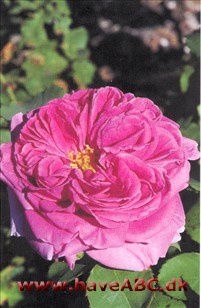 Mme. Isaac Pereire Knopperne er små og runde og åbner sig ikke altid. Blomsterne er mørkt pink, store og fyldte med et skær af purpur. Se mere her ...