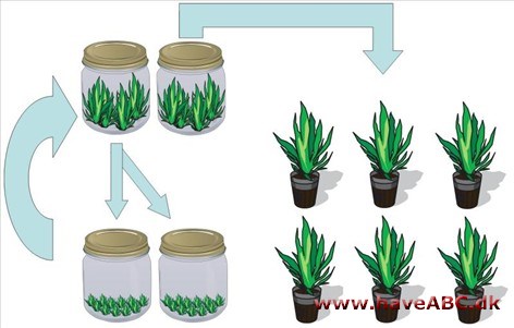 Moderplanter Moderplanter