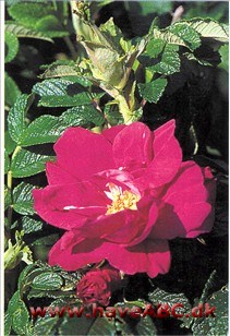 Moje Hammarberg Noget så usædvanligt som en svensk rose! Moje Hammarberg fra Stockholm opdagede den og lancerede den, og nu dyrkes den ikke bare i Sverige, men også i nabolandene og i Tyskland.