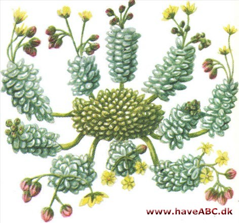 Monanthes - Monanthes Monanthes - Monanthes