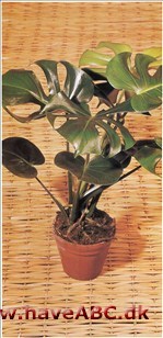 Monstera - »filodendron« - Monstera deliciosa † Monstera - »filodendron« - Monstera deliciosa †