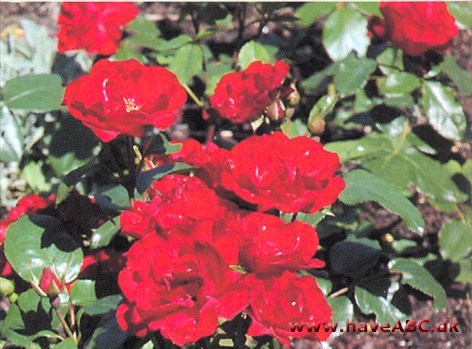Montana - Royal Occation Knopperne er lange og spidse. Blomsterne er lysende orange, halv- til helfyldte (20 kronblade), store ...Se mere her ...