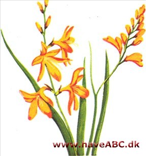 Montbretia - Crocosmia