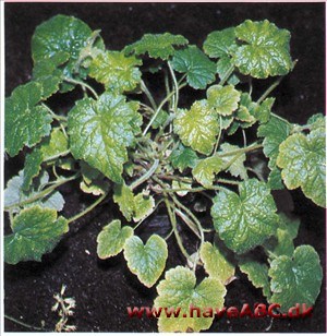 Mor og Barn - Tolmiea menziesii 2 Mor og Barn - Tolmiea menziesii 2