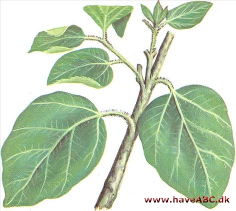 Morbærfigen / Sykomor - Ficus sycomorus