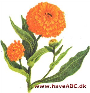Morgenfrue - Calendula officinalis Morgenfrue - Calendula officinalis