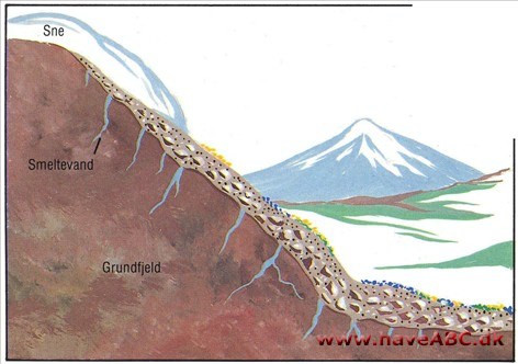 Morænebed