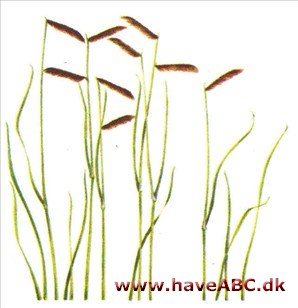 Moskitogræs - Bouteloua gracilis Moskitogræs - Bouteloua gracilis