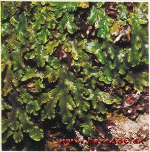 Mosser - Bryophyta Mosser - Bryophyta