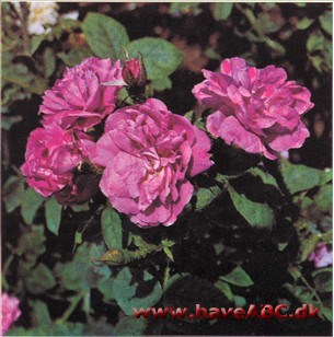 Mousseux du Japon - Moussu du Japon, Japonica En lav, ikke særlig kraftig busk, som er yderst ejendommelig ved udvikling af de udbredte mosdannelser, ikke alene på blomsterstilke og bægerblade, men ...