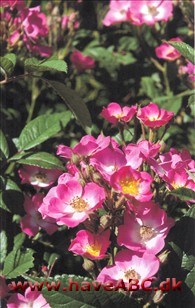 De små, enkle blomster er i pink nuancer med hvid midte og sidder i store stande. De udvikles i ... Se mere her ...