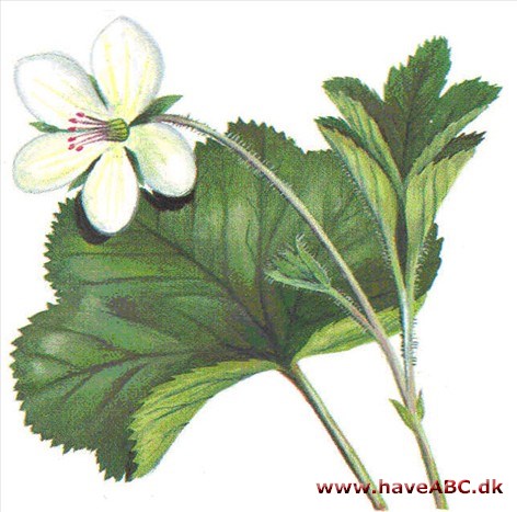 Multebær - Rubus chamaemorus Multebær - Rubus chamaemorus