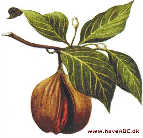 Muskat - Myristiea fragrans