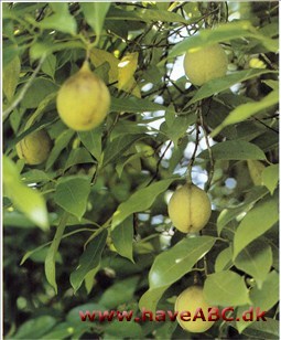 Muskattræ - Myristica fragrans † Muskattræ - Myristica fragrans †