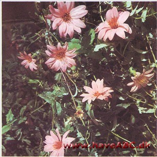Mutisia oligodon Mutisia oligodon