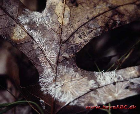 Mycelium Mycelium