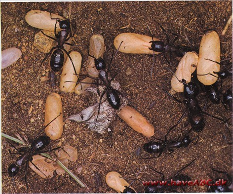 Myrer - Formicidae