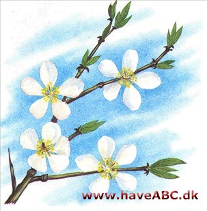Myrobalan - Prunus cerasifera