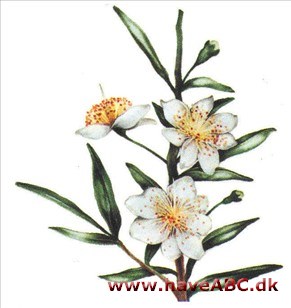 Myrte - Myrtus communis 2