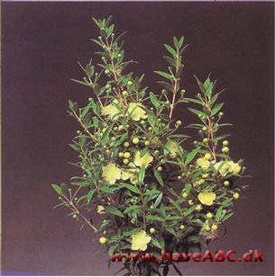 Myrte - Myrtus communis Myrte - Myrtus communis