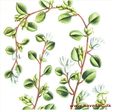 Myrtetæppe - Muehlenbeckia Myrtetæppe - Muehlenbeckia
