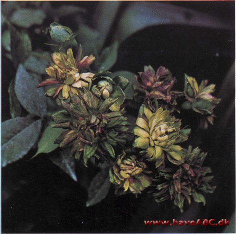 Måneds rose »den grønne rose« - Viridiflora Måneds rose »den grønne rose« - Viridiflora