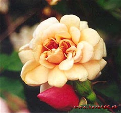 Månedsrose - Perle d'Or Månedsrose - Perle d'Or