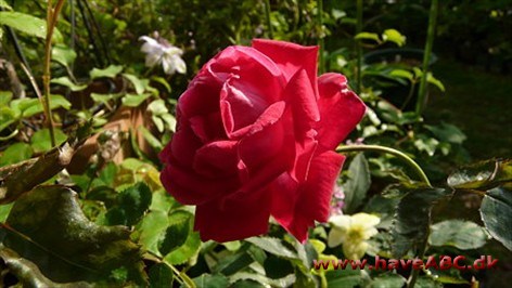 Månedsrose, Ægte bengalrose - Rosa chinensis semperflorens Månedsrose, Ægte bengalrose - Rosa chinensis semperflorens