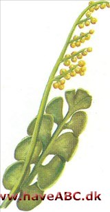 Månerude - Botrychium lunaria Månerude - Botrychium lunaria