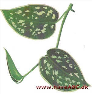 Måneskin - Scindapsus pictus Måneskin - Scindapsus pictus