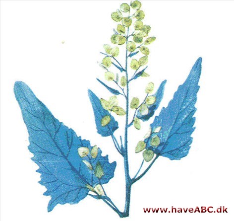 Mælde - Atriplex hortensis Mælde - Atriplex hortensis