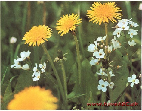 Mælkebøtte (løvetand) - Taraxacum vulgare †