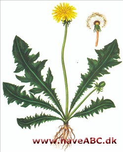 Mælkebøtte - Løvetand - Taraxacum vulgare