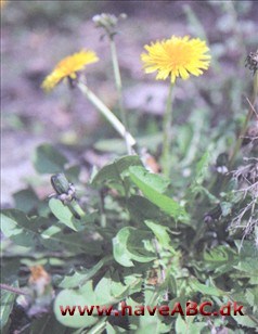Mælkebøtte - Taraxacum officinale Ses tidligt forår - sent efterår. Mælkebøtte er så kendt, at den ikke behøver nærmere beskrivelse. Ligesom brombær kan den producere frø uden at blive bestøvet, hvilket har ført til udviklingen af ...