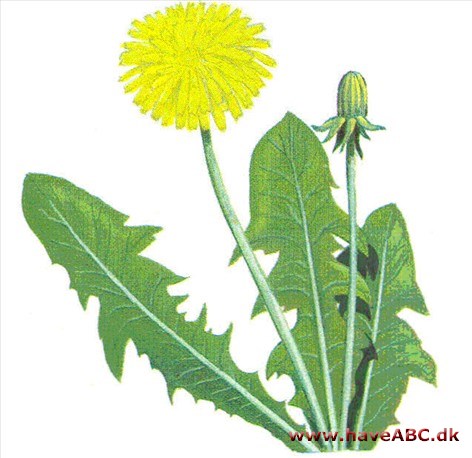 Mælkebøtte - Taraxacum Mælkebøtte - Taraxacum