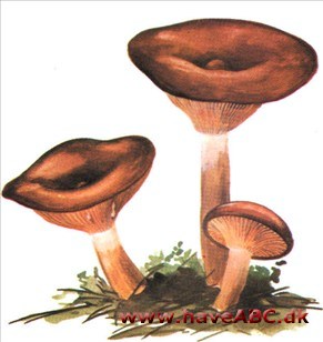 Mælkehat - Lactarius Mælkehat - Lactarius