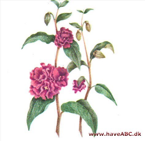Mølleblomst - Clarkia Mølleblomst - Clarkia
