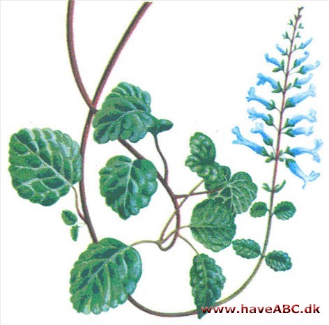 Mølplante - Plectranthus