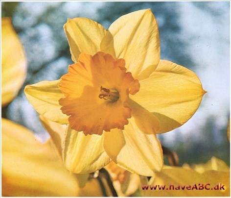 Narcisser Narcissus † Narcisser Narcissus †