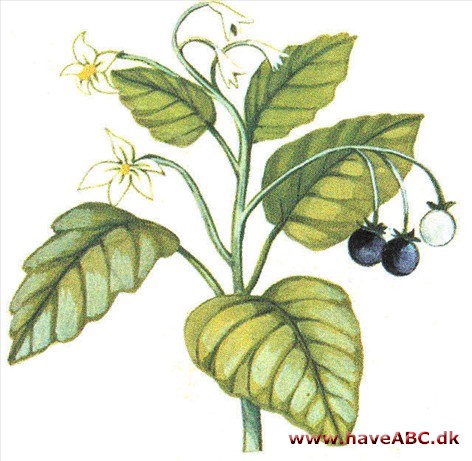 Natskygge - Solanum