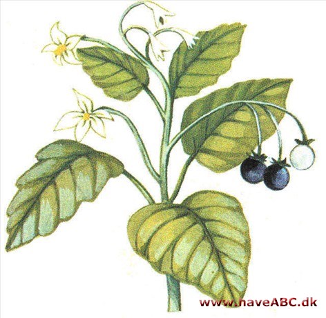 Natskygge - Solanum Natskygge - Solanum