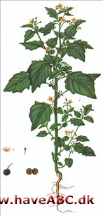 Natskygge - Sort natskygge - Solanum nigrum