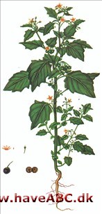 Natskygge - Sort natskygge - Solanum nigrum Natskygge - Sort natskygge - Solanum nigrum